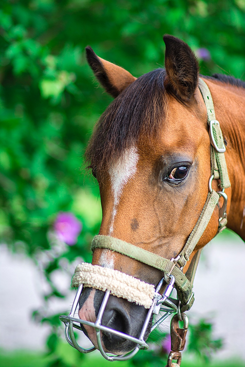 Pony Crib Stop Horse And Hound Supply