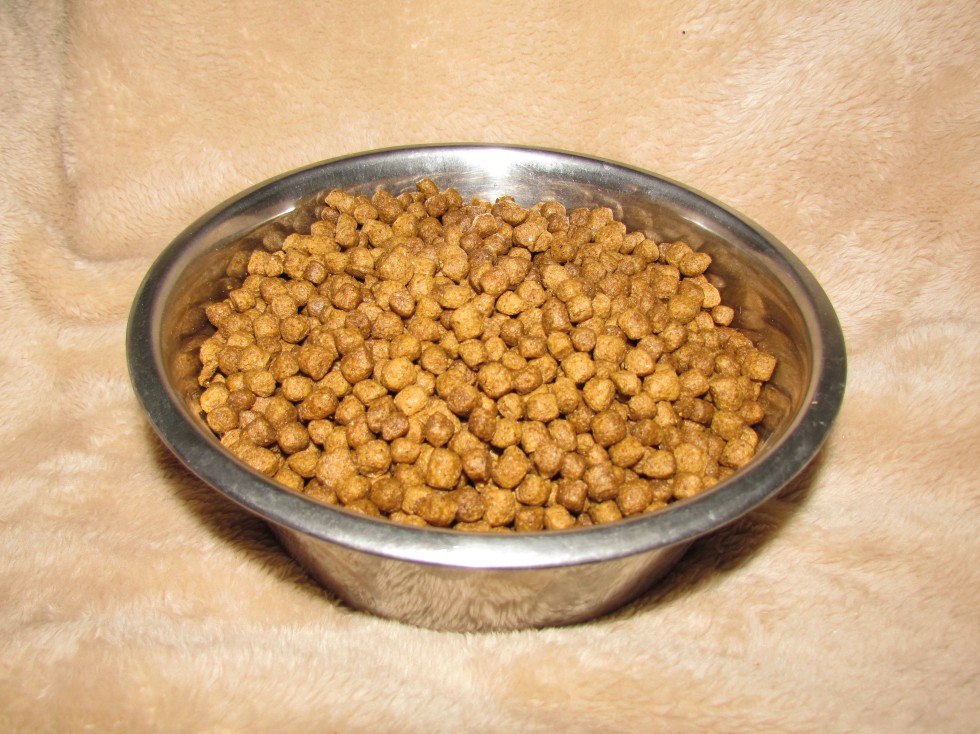 Horse Dog Food Exploring Benefits, Risks, and Alternatives.